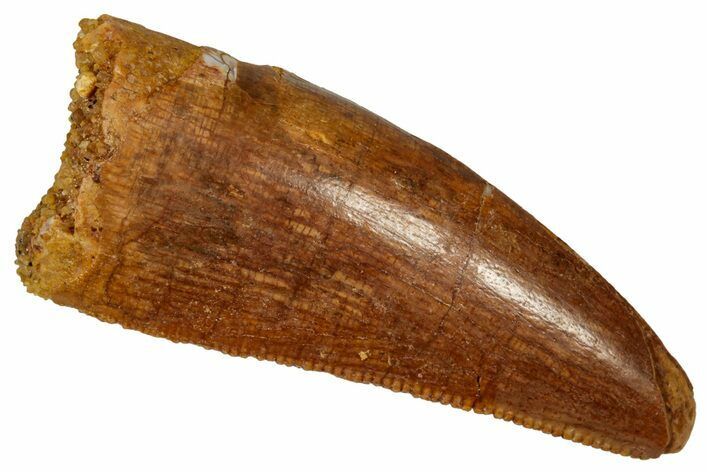 Serrated, Theropod (Deltadromeus?) Pre-Max Tooth - Morocco #341239